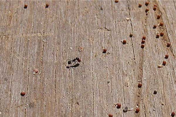 Ant Carrying Sahara Mustard Seed
